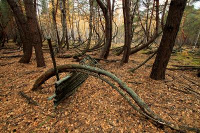 В Рязанской области создаётся памятник природы «Заколдованный лес»